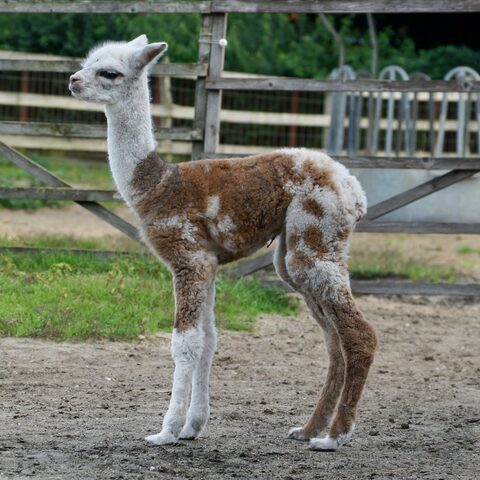 Bamboozle als Cria
