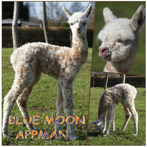 BMA BLUE MOON APPMAN