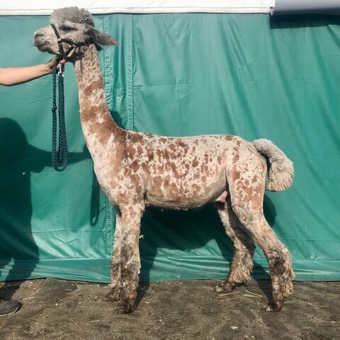 BLUE MOON APPMAN – Stud male