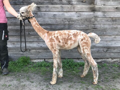 Blue Moon Leopard Violet